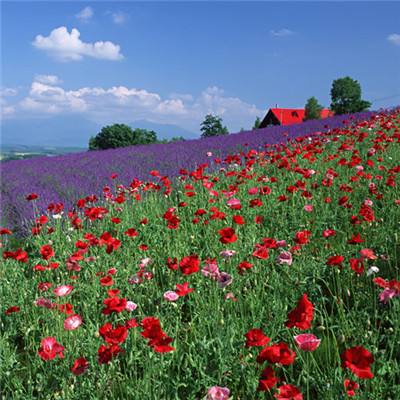 best365网页版登录